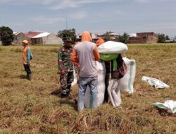 Dukung Ketahanan Pangan, Babinsa Koramil 1420-03/Maritengngae Dampingi Petani Panen Padi di Kelurahan Majjeling