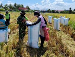 Hasil Panen Melimpah, Babinsa Kawal Panen Padi di Desa Sereang