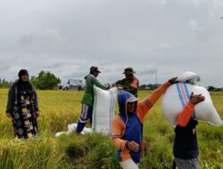 Sinergi TNI dan Petani, Babinsa Sereang Dampingi Panen Padi Kelompok Tani Mamminasae 2