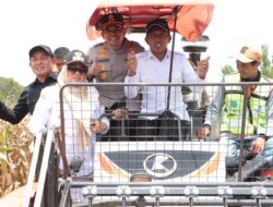 Dukung stabilitas pangan, Bupati – Kapolres Sidrap Panen dan Tanam Jagung di Desa Mattirotasi