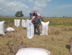 Perkuat Ketahanan Pangan, Babinsa Koramil 1420-03 Kawal Panen Raya Kelompok Tani Sipurennue