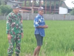 Pastikan Ketahanan Pangan, Babinsa Desa Aka-Akae Pantau Langsung Pertumbuhan Padi Petani