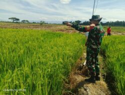Babinsa Desa Aka Akae Monitoring Luas Tambah Tanam di Kelompok Tani Batang Ase