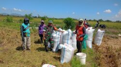 Babinsa Empagae Dampingi Petani Panen Padi di Lompoe, Hasil Panen Memuaskan