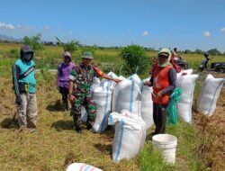 Babinsa Empagae Dampingi Petani Panen Padi di Lompoe, Hasil Panen Memuaskan