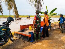 Babinsa Kanyuara Dampingi Pengolahan Lahan Program LTT di Sidrap