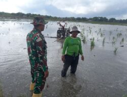 Babinsa Desa Talumae Dampingi Petani Lakukan Luas Tambah Tanam di Sidrap