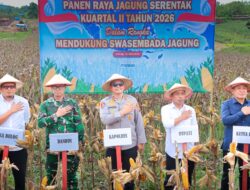 Panen Raya Jagung Serentak Kuartal II 2026, Polres – Pemkab Sidrap Siap Perkuat Swasembada dan Tingkatkan Kesejahteraan Petani
