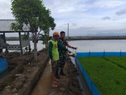 Babinsa Desa Sereang Laksanakan Pendampingan Luas Tambah Tanam di Lahan Milik Bapak Kasim