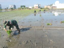 Babinsa Kelurahan Wala Dampingi Kegiatan LTT, Dukung Produktivitas Pertanian di Sidrap