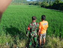 Babinsa Bangkai Dampingi LTT, Dukung Peningkatan Produksi Padi di Sidrap