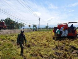 Babinsa Desa Dongi Dampingi Petani Panen Padi di Pitu Riawa, Wujudkan Ketahanan Pangan