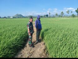 Babinsa Dampingi Luas Tambah Tanam di Desa Takkalasi
